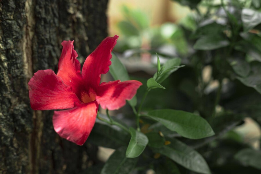 Hibiskus bagienny jak przycinać żeby pięknie kwitł