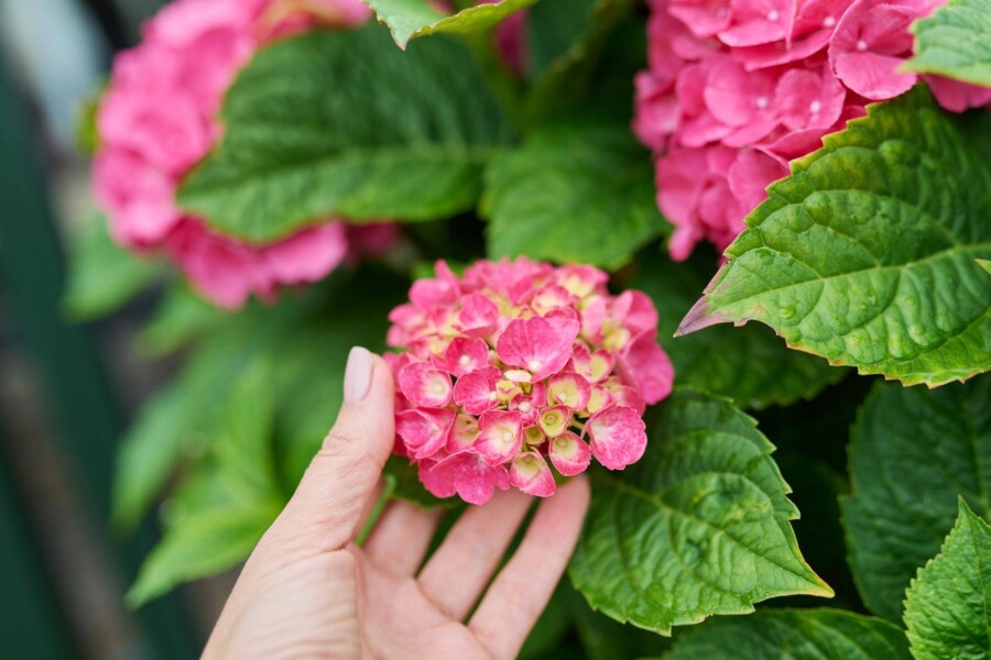 Kiedy można przesadzać hortensje i rododendrony?
