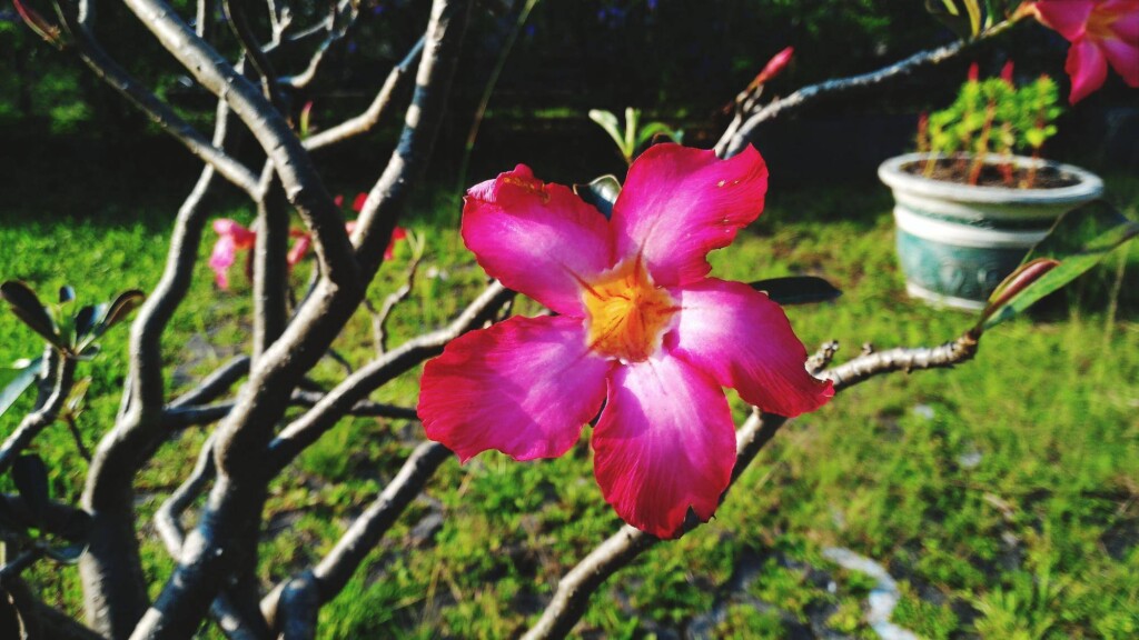 Czym nawozić hibiskusa ogrodowego aby cieszyć się bujnymi kwiatami?
