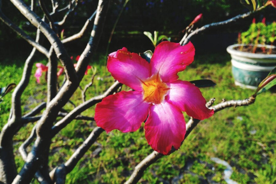 Czym nawozić hibiskusa ogrodowego aby cieszyć się bujnymi kwiatami?