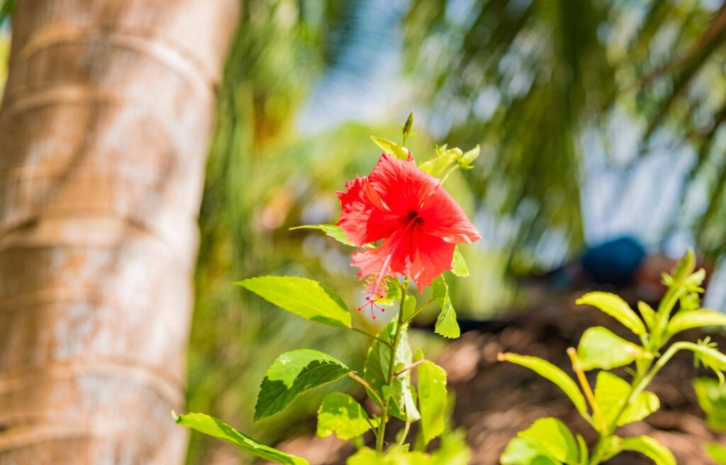 Czym podlewać hibiskusa aby cieszyć się zdrowymi kwiatami?