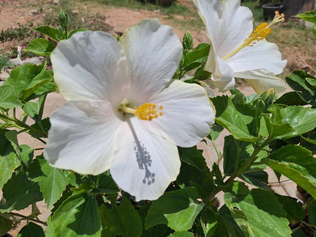 Hibiskus jak dbać o roślinę w domowych warunkach