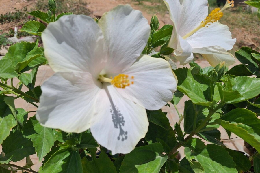Hibiskus jak dbać o roślinę w domowych warunkach