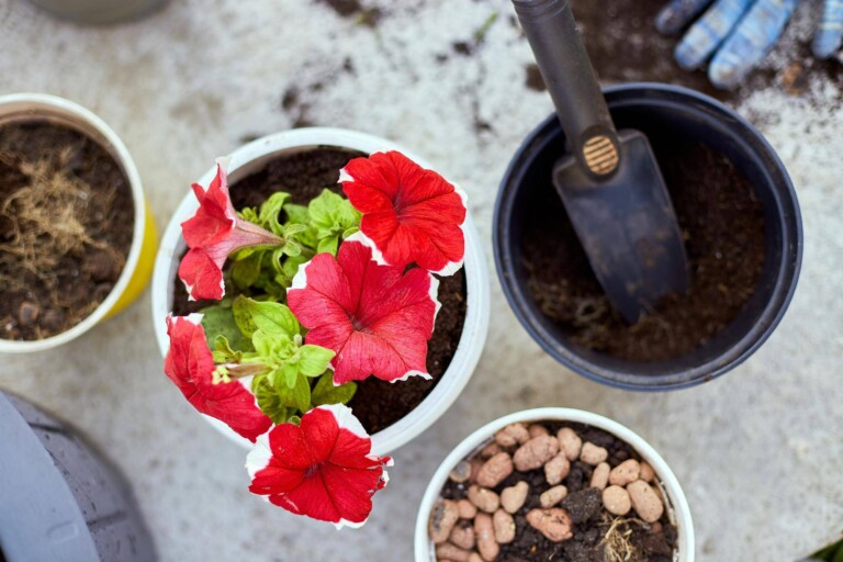 Jak długo kwitnie hibiskus w domowych warunkach?