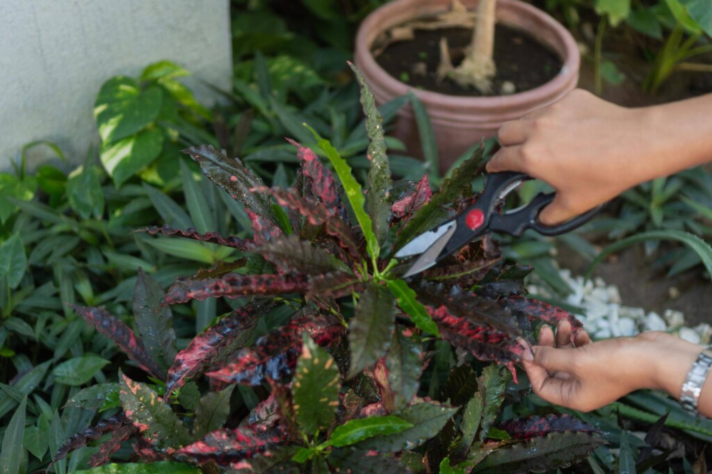 Jak i kiedy przycinać hibiskus w ogrodzie?