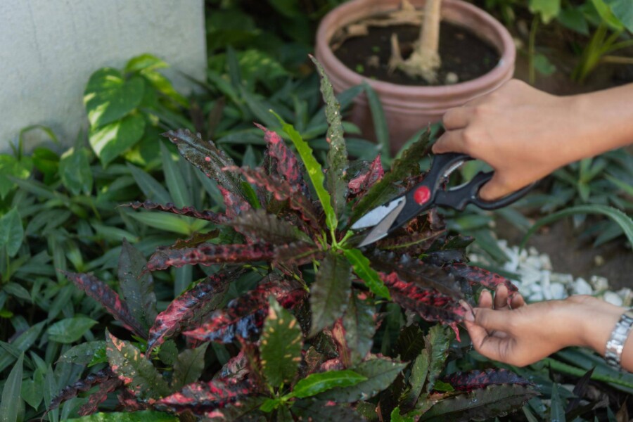 Jak i kiedy przycinać hibiskus w ogrodzie?