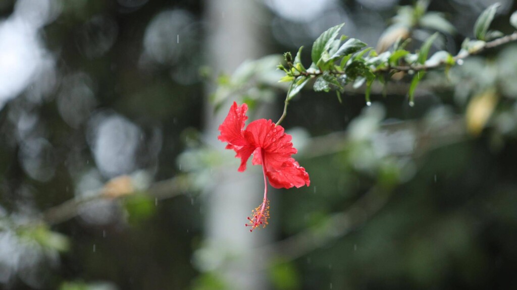 Jak okryć hibiskusa na zimę aby przetrwał mrozy?