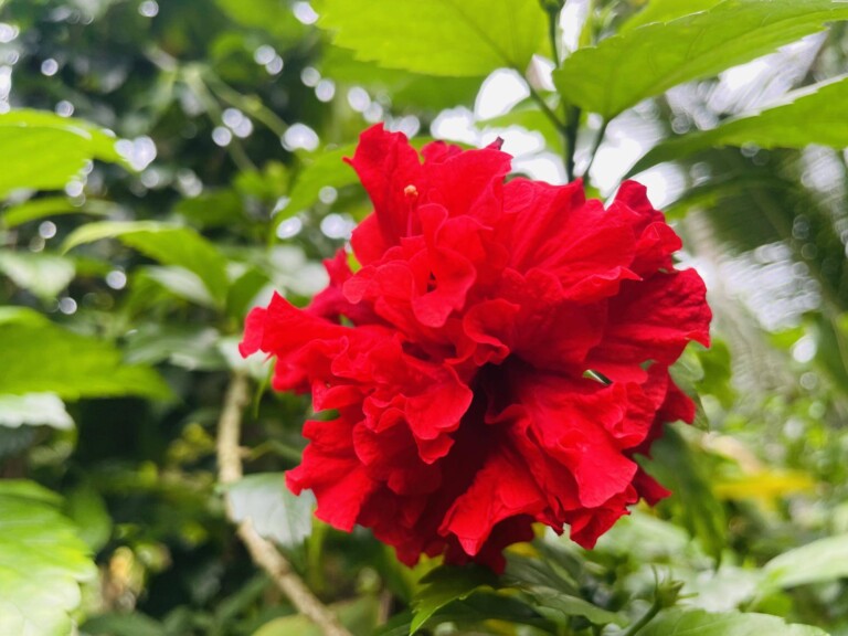 Jak rozmnożyć hibiskus bylinowy w domowych warunkach?