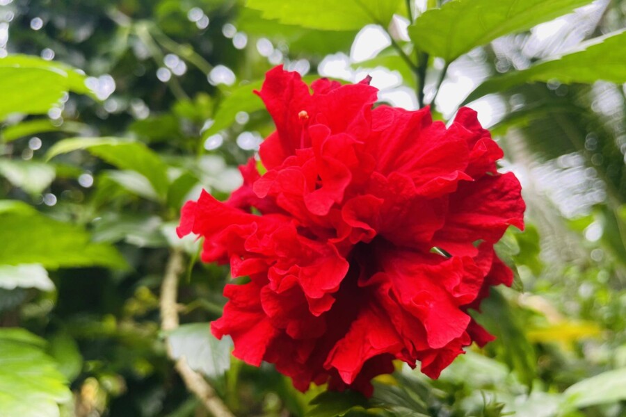 Jak rozmnożyć hibiskus bylinowy w domowych warunkach?
