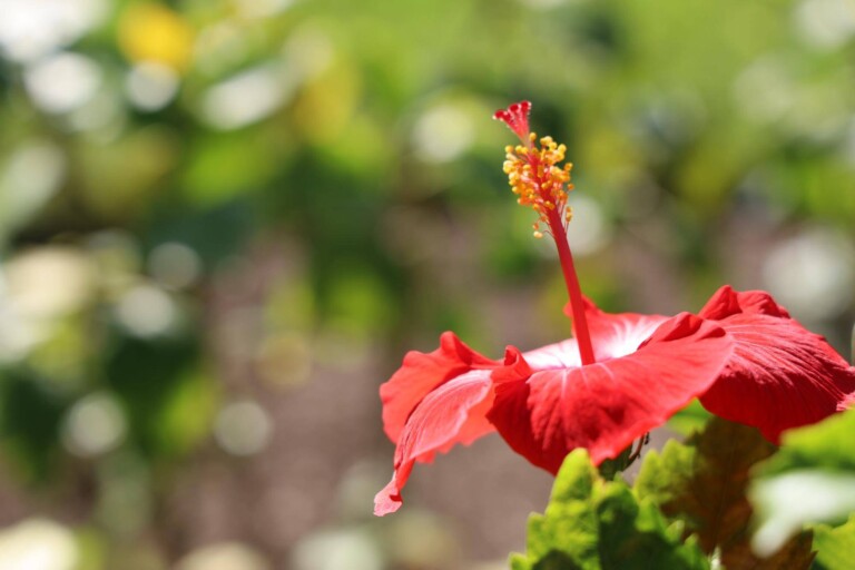 Jak szybko rośnie hibiskus w domowych warunkach?