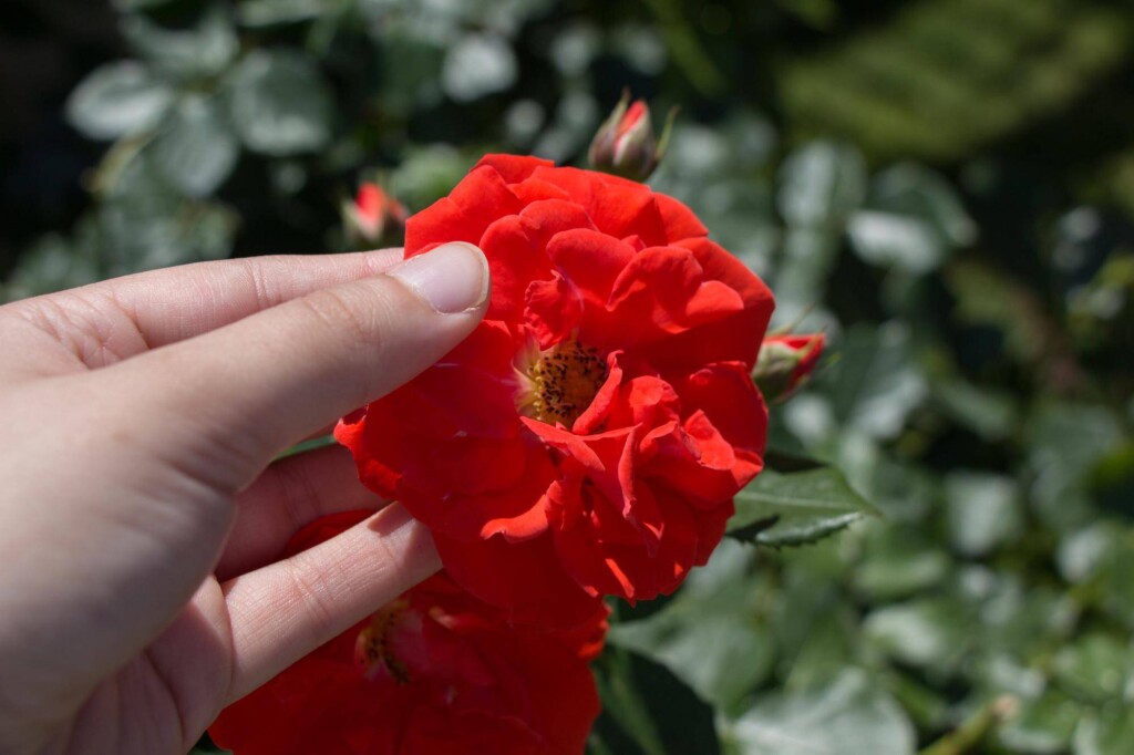Jak uratować hibiskusa gdy zaczyna więdnąć?