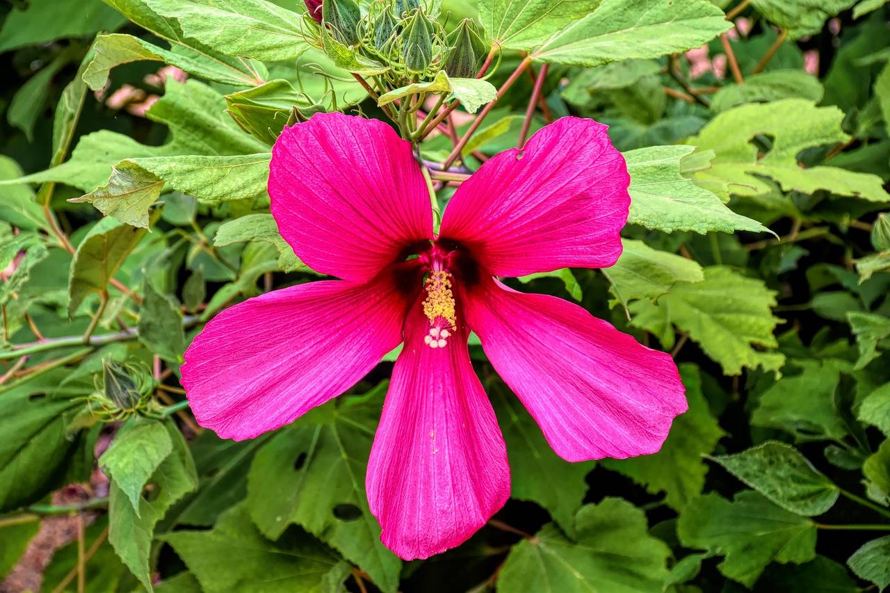 Jak wygląda hibiskus ogrodowy w polskich warunkach?