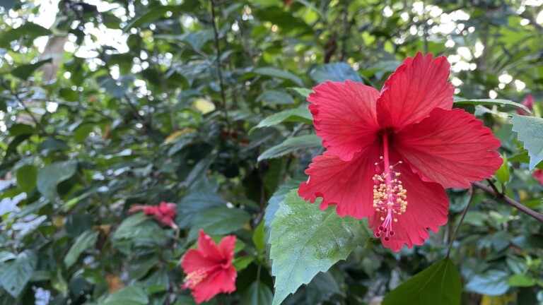Jak wygląda kwiat hibiskusa w ogrodzie?