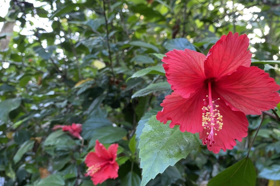 Jak wygląda kwiat hibiskusa w ogrodzie?