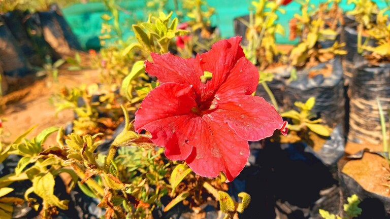 Jak zaszczepić hibiskusa w domowych warunkach?