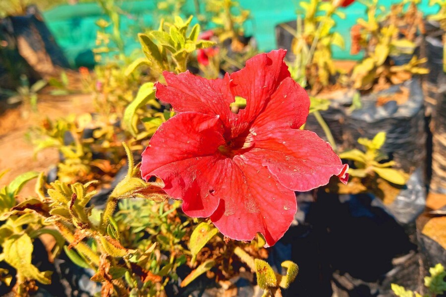 Jak zaszczepić hibiskusa w domowych warunkach?