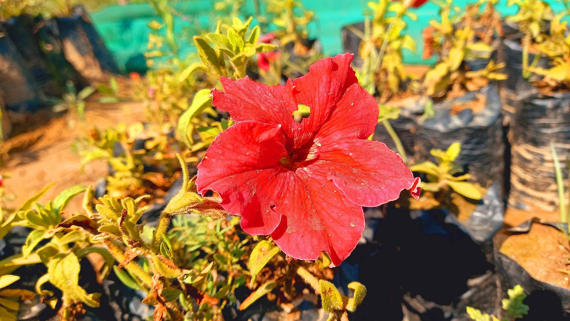 Jak zaszczepić hibiskusa w domowych warunkach?