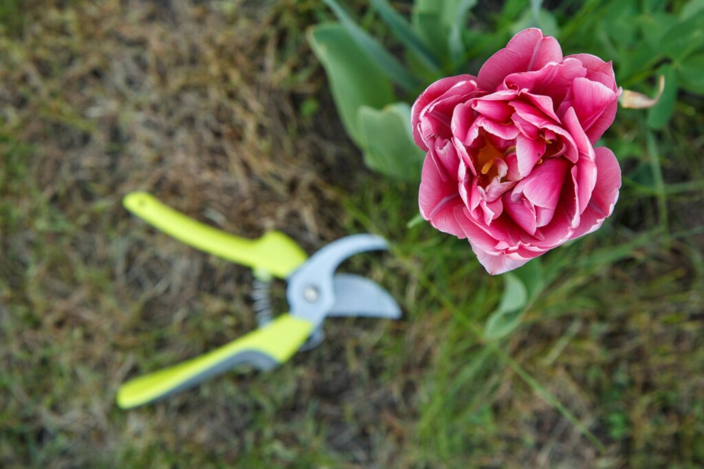 Roze jak przycinać i kiedy to robić?