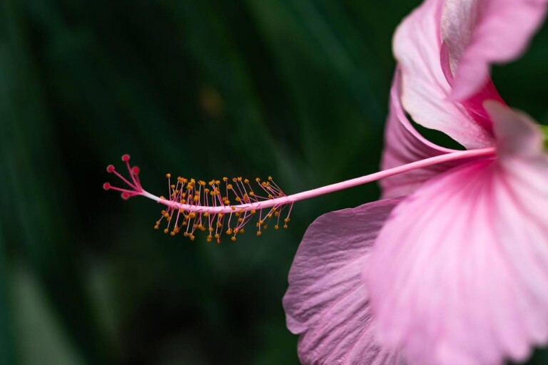 Czy hibiskus przezimuje w ogrodzie bez problemów?