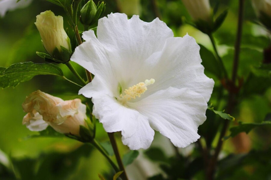Czy przycinać hibiskusa w domowych warunkach?