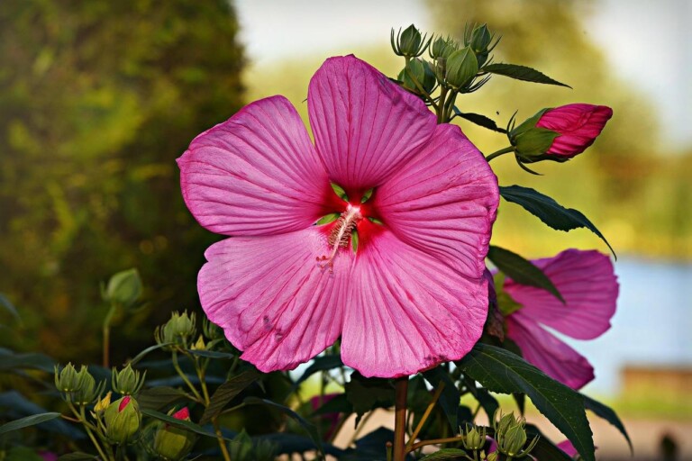 Hibiskus bylinowy kiedy wychodzi i jak rozpoznać jego pierwszy wzrost