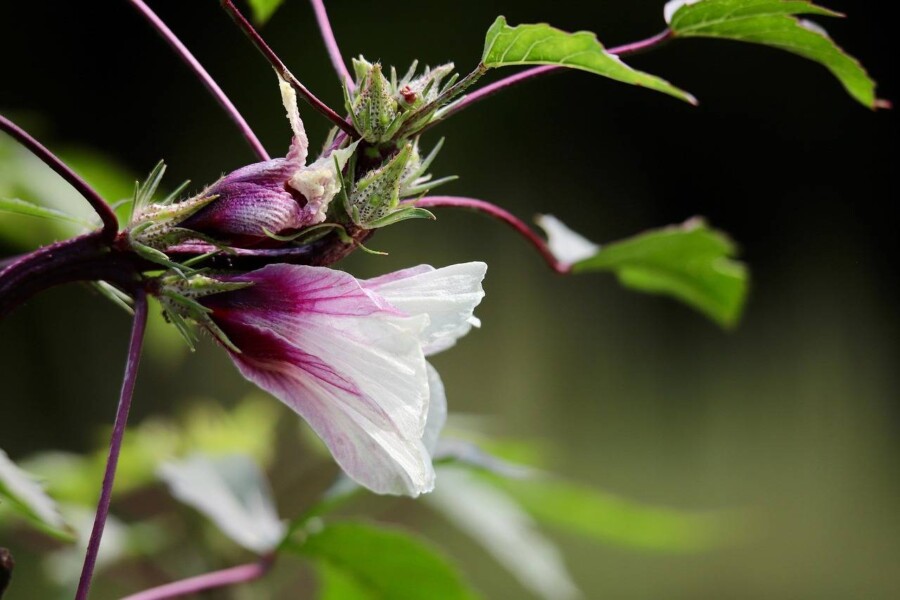 Hibiskus jak długo kwitnie i od czego to zależy?