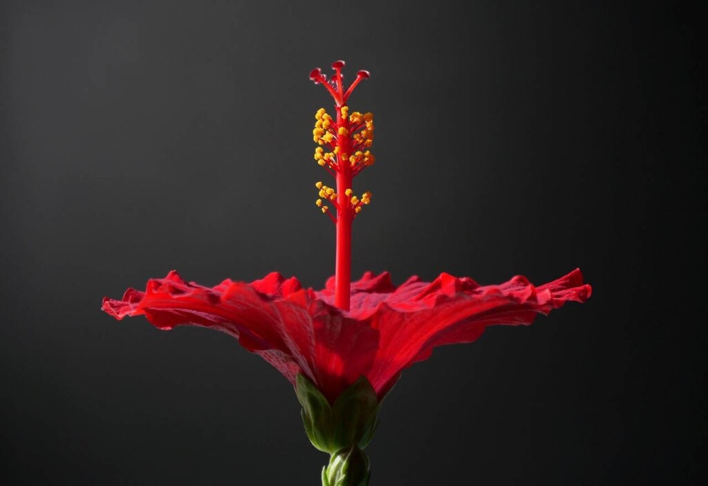 Hibiskus jaki nawóz sprawdzi się do bujnego kwitnienia?