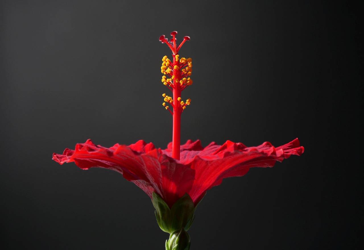 Hibiskus jaki nawóz sprawdzi się do bujnego kwitnienia?
