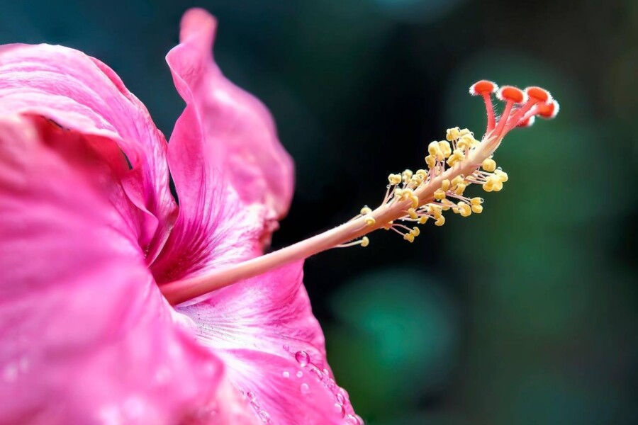 Jak i kiedy przycinać hibiskusa aby cieszyć się bujnym kwitnieniem?