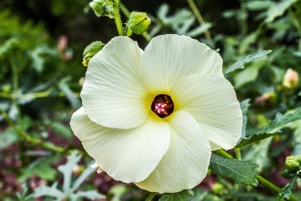 Jak pielęgnować hibiskusa ogrodowego aby pięknie kwitł