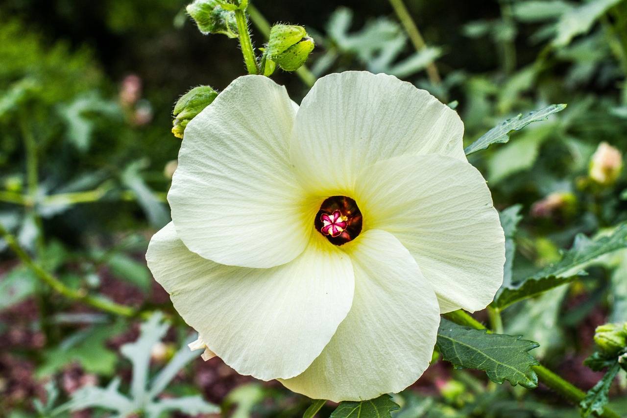 Jak pielęgnować hibiskusa ogrodowego aby pięknie kwitł