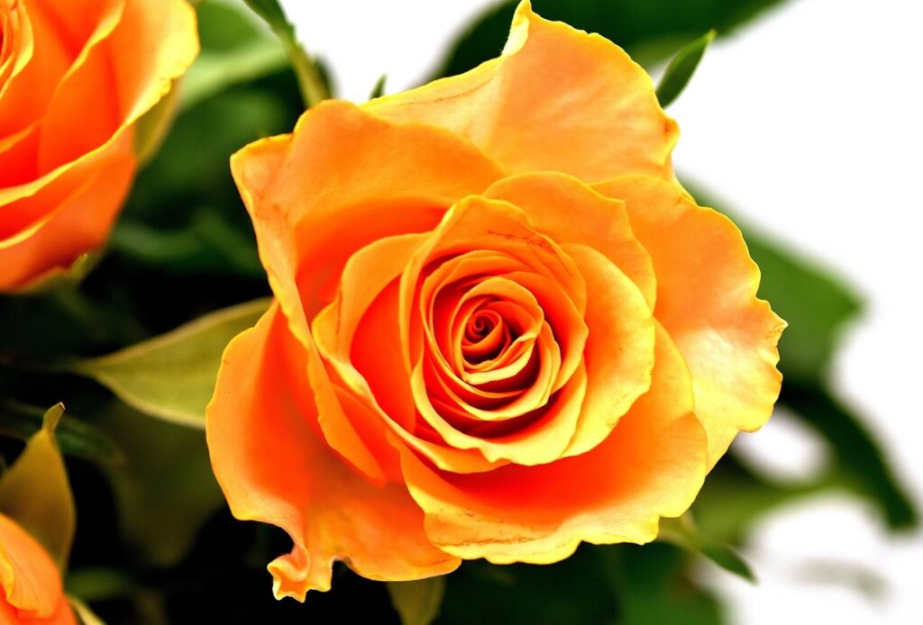 Jak pielęgnować różę pnącą w ogrodzie?