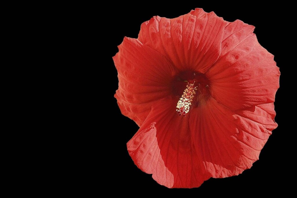 Jak przycinać hibiskusa domowego aby pięknie kwitł?
