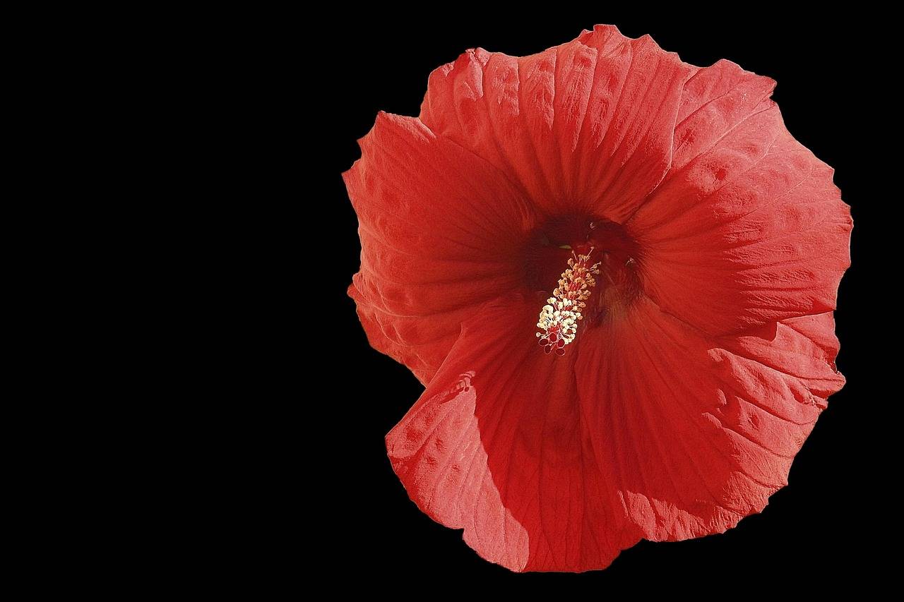 Jak przycinać hibiskusa domowego aby pięknie kwitł?