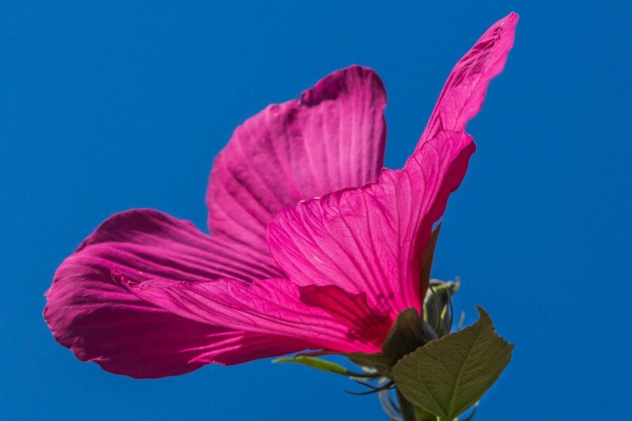 Jaką ziemię wybrać dla hibiskusa bagiennego?