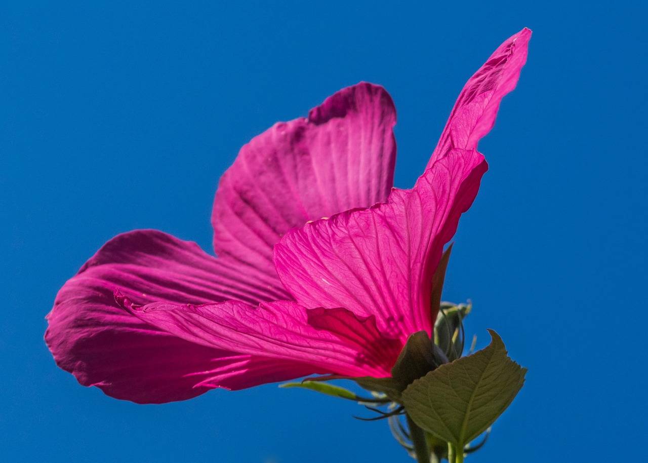 Jaką ziemię wybrać dla hibiskusa bagiennego?
