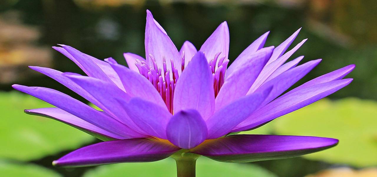Kiedy przycinać hibiskusa bagiennego aby pięknie zakwitł?