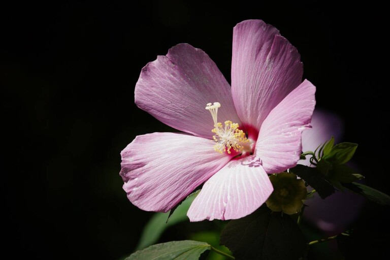 Kiedy sadzić hibiskusa ogrodowego aby cieszyć się pięknymi kwiatami?